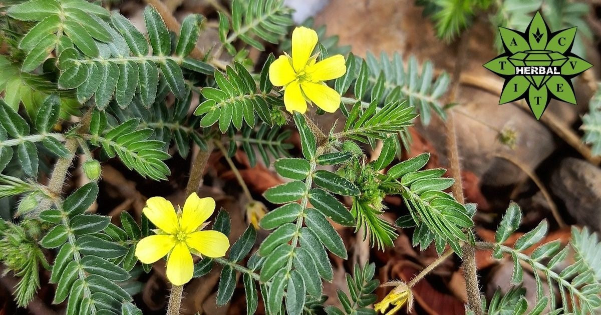 Tribulus terrestris (kotvičník zemní) – bylina pro mužskou vitalitu a libido